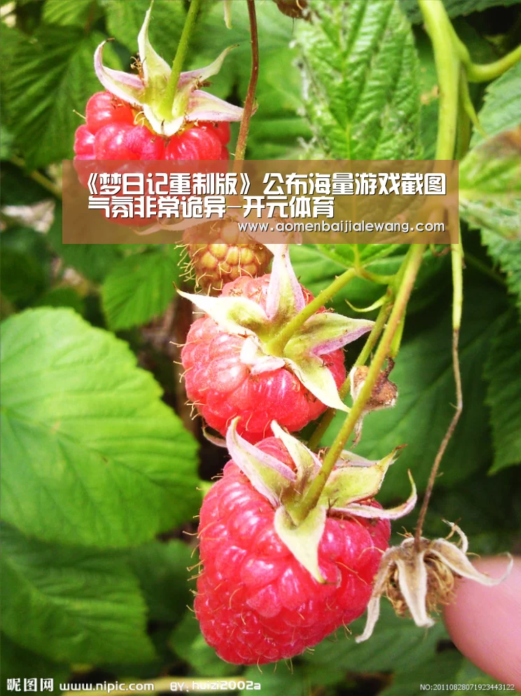 《梦日记重制版》公布海量游戏截图 气氛非常诡异-开元体育(图2) 开元体育直播